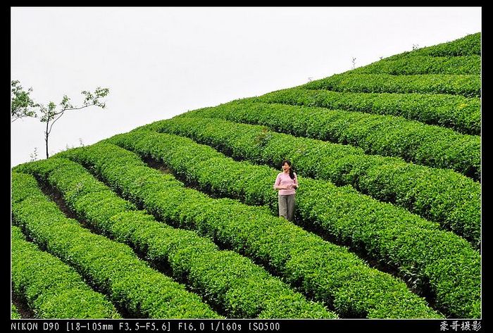 青山采不尽 茶香飘万里——桴焉茶场插图17