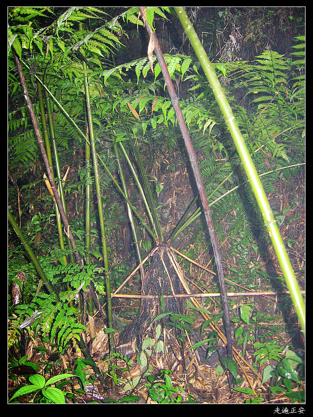 桫椤.jpg