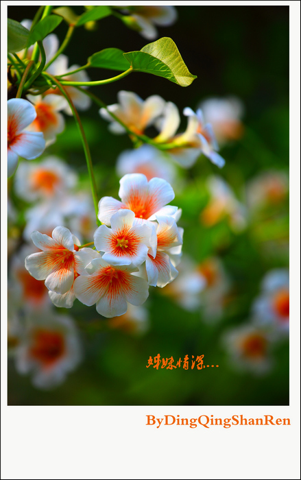 油桐花开插图2