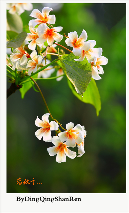 油桐花开插图4