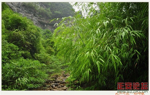 风光旖旎杨柳溪插图40