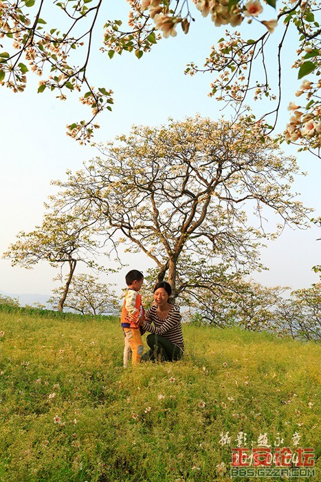 山人色影——2015桐花插图9