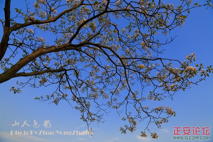 山人色影——2015桐花插图1