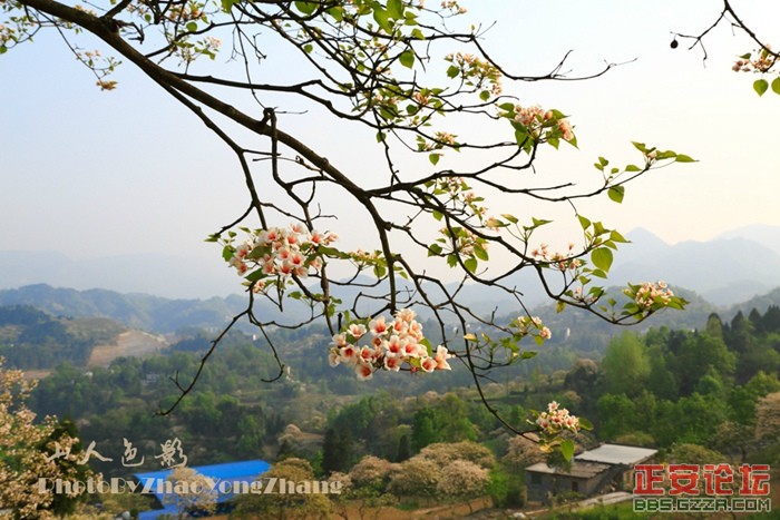 山人色影——2015桐花插图2