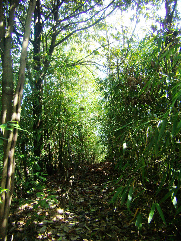 顶箐山风景独好，务本堂神韵依然——走遍正安活动第二十一期纪行插图55