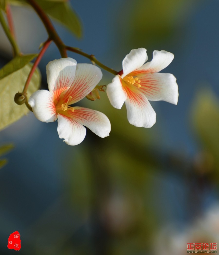 桐花争艳插图4