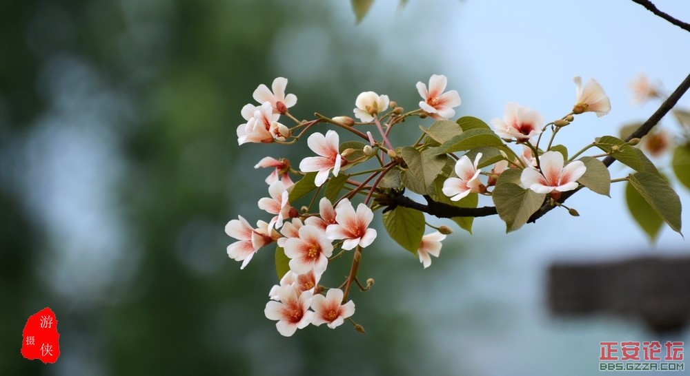 桐花争艳插图3