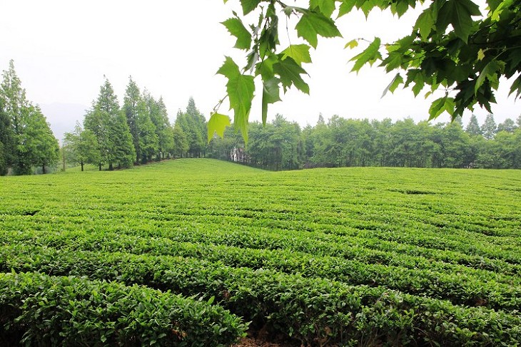 桴焉茶场，五汇水库风光插图7