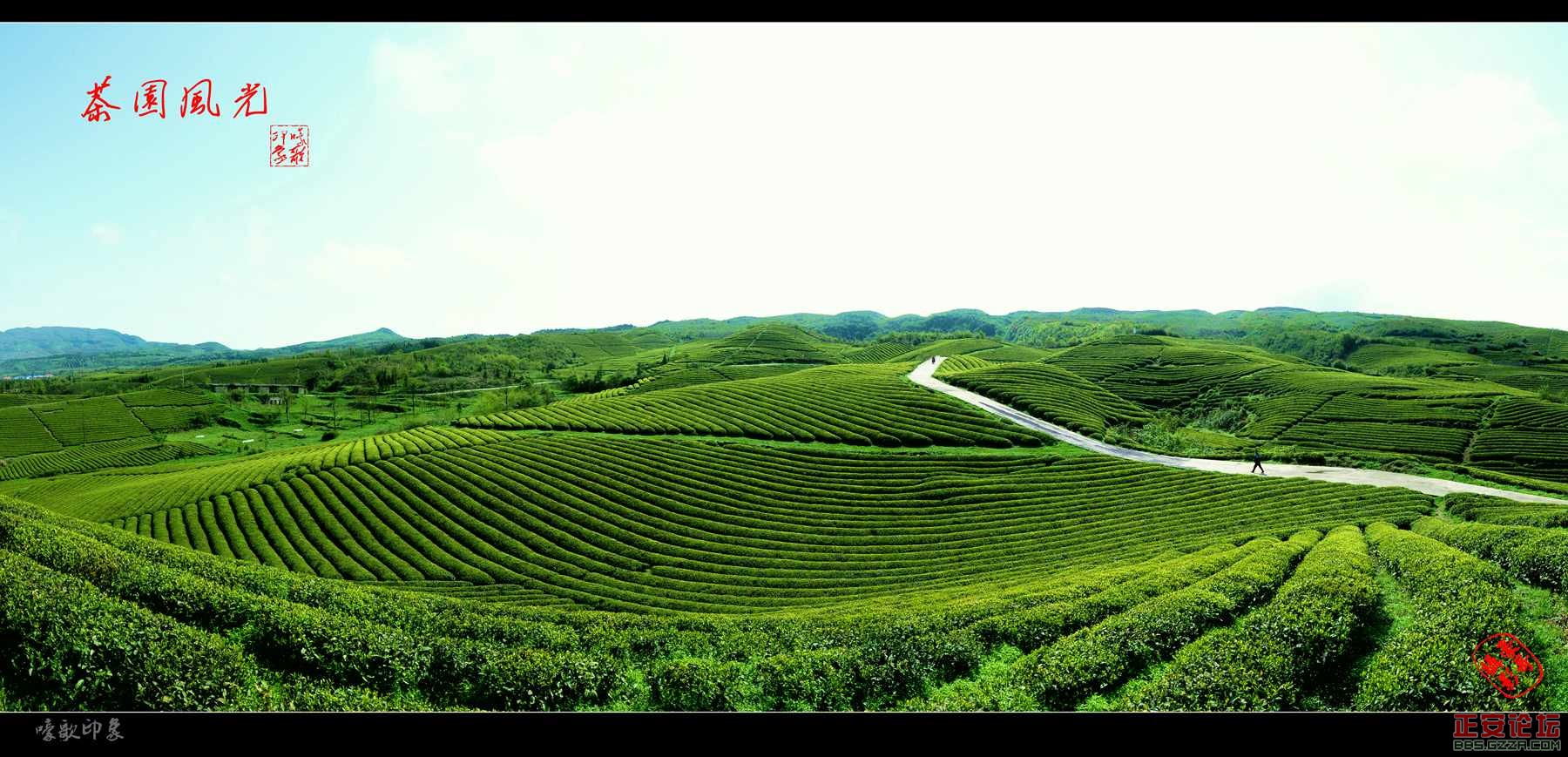 灵秀正安——上坝茶场插图1