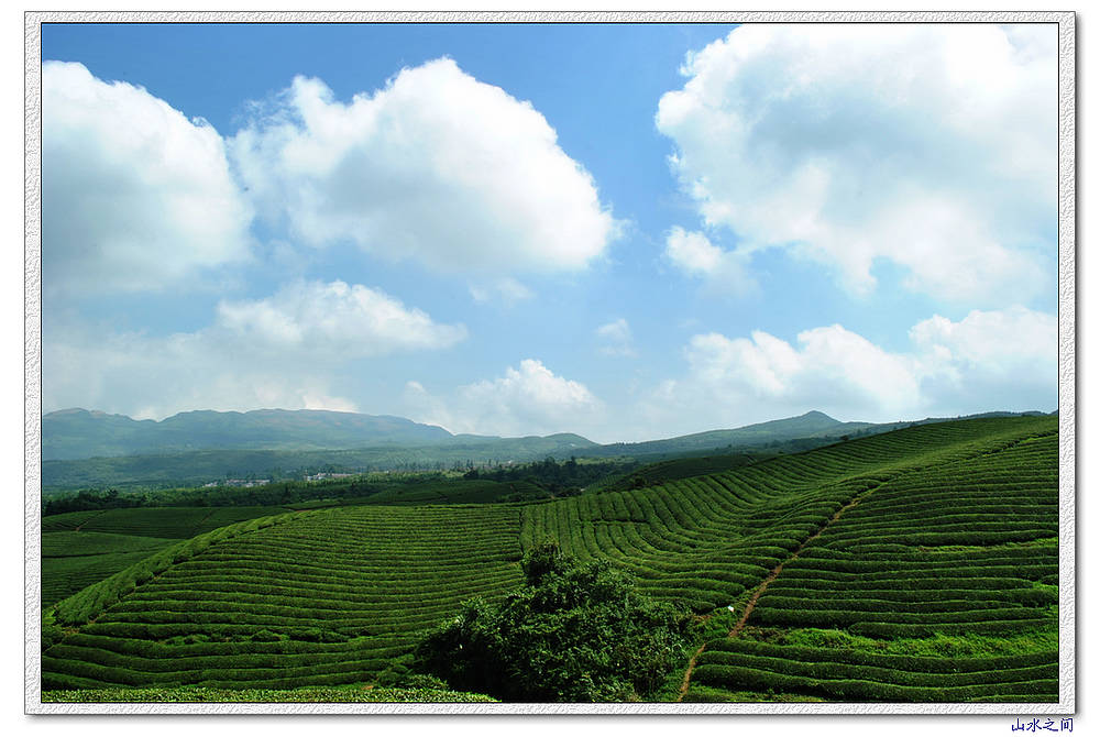 上坝茶场002.jpg
