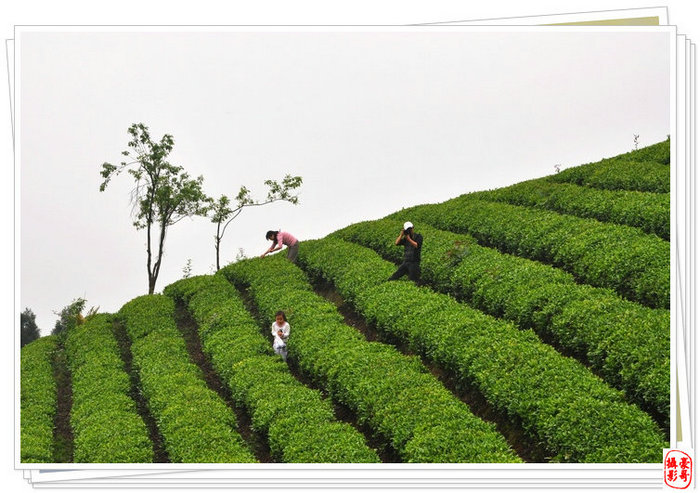 桴焉茶场，五汇水库风光插图11