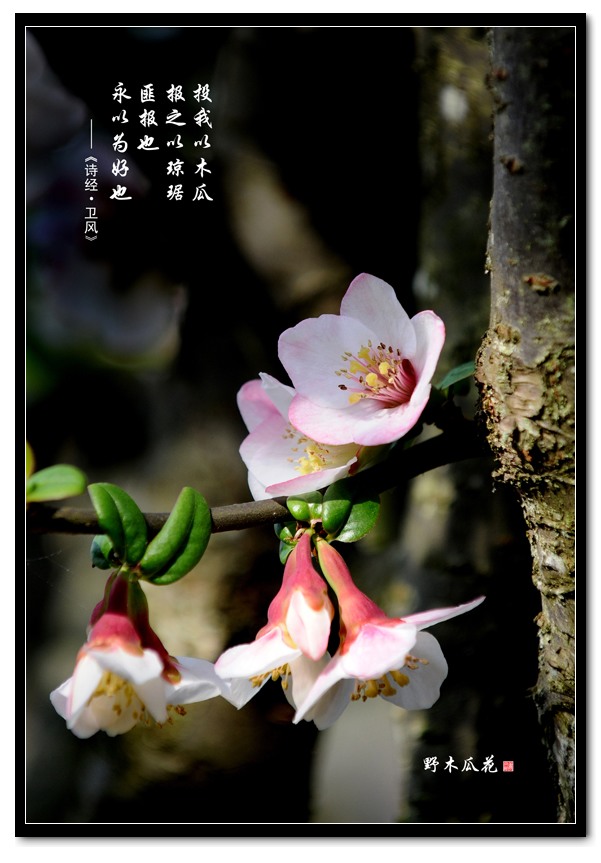野木瓜花、果插图2