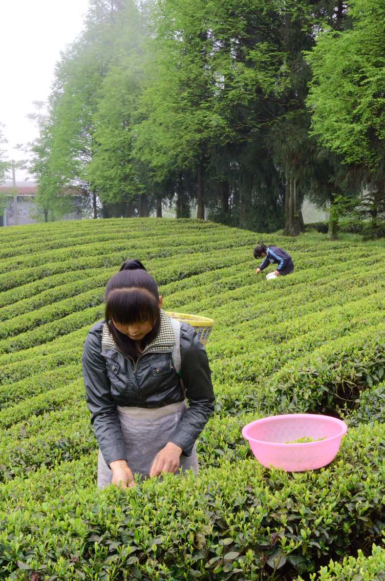 桴焉采茶忙插图2