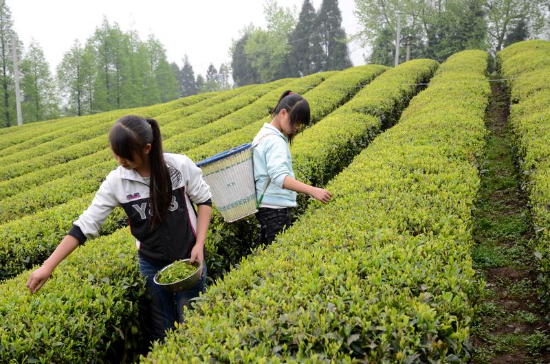桴焉采茶忙插图5
