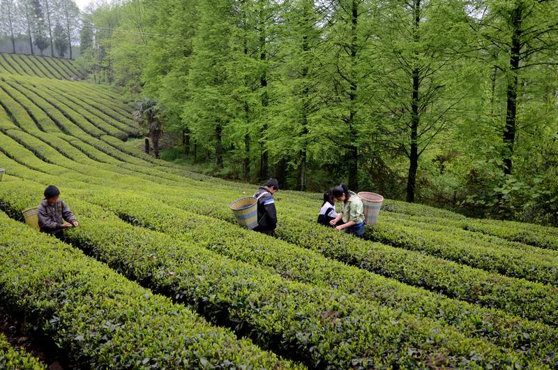 桴焉采茶忙插图8