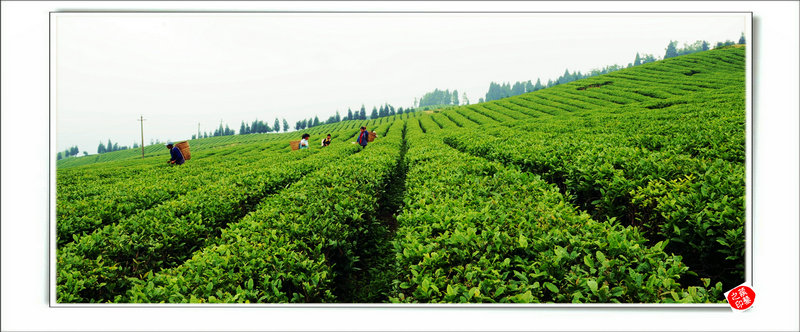 青山采不尽 茶香飘万里——桴焉茶场插图40