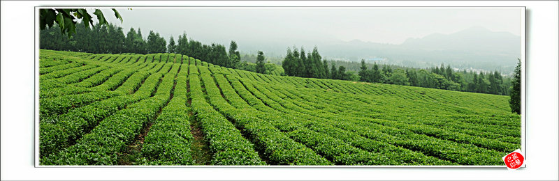 青山采不尽 茶香飘万里——桴焉茶场插图39