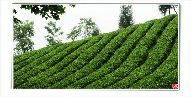 青山采不尽 茶香飘万里——桴焉茶场插图38