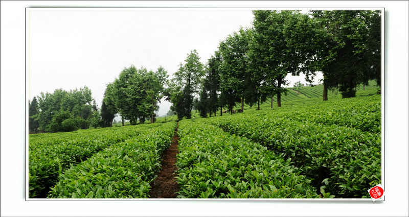 青山采不尽 茶香飘万里——桴焉茶场插图37