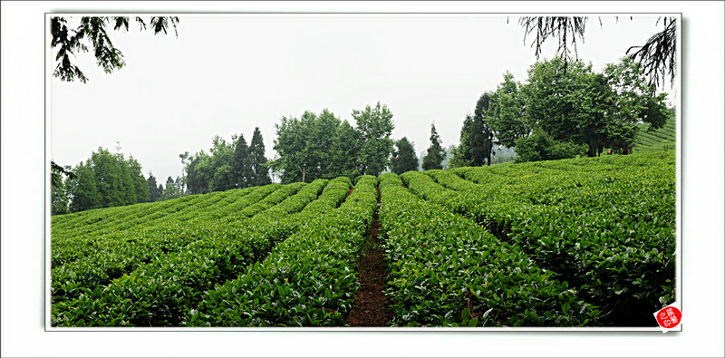 青山采不尽 茶香飘万里——桴焉茶场插图36