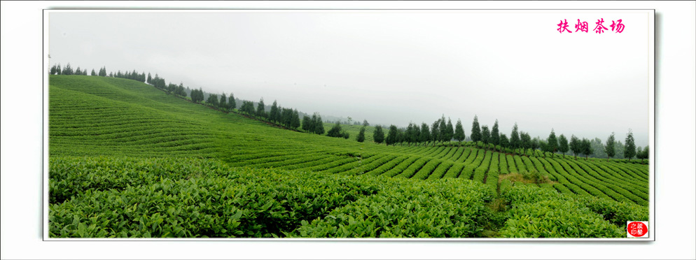 青山采不尽 茶香飘万里——桴焉茶场插图35