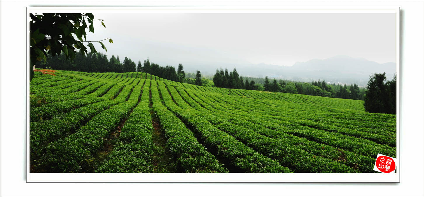 桴焉茶场，五汇水库风光插图2