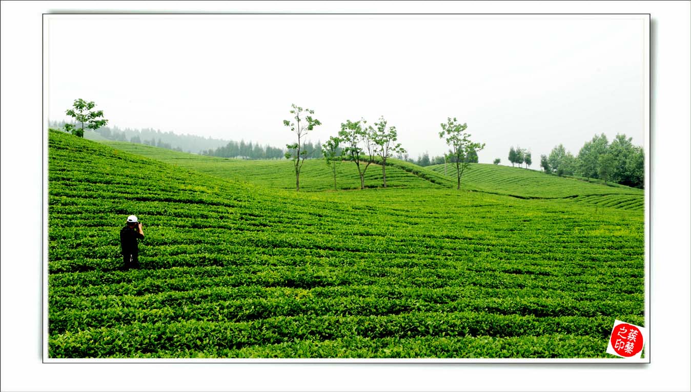 桴焉茶场，五汇水库风光插图1