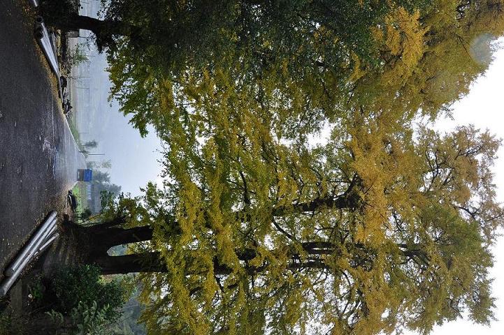 谢坝杨家寨白果树插图2