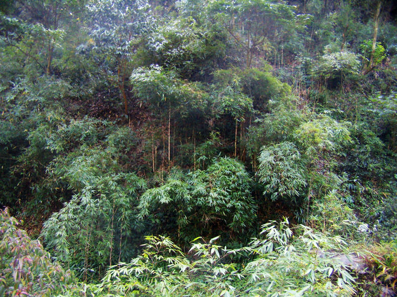 顶箐山风景独好，务本堂神韵依然——走遍正安活动第二十一期纪行插图32