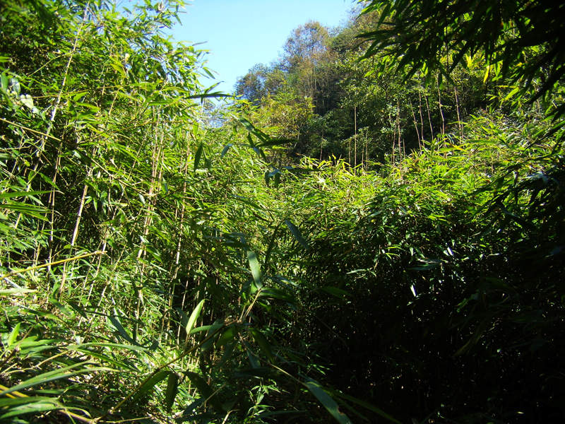 顶箐山风景独好，务本堂神韵依然——走遍正安活动第二十一期纪行插图33