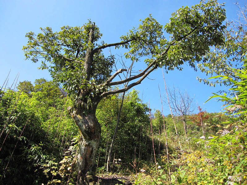 顶箐山风景独好，务本堂神韵依然——走遍正安活动第二十一期纪行插图87