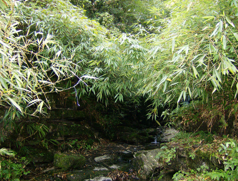 顶箐山风景独好，务本堂神韵依然——走遍正安活动第二十一期纪行插图35