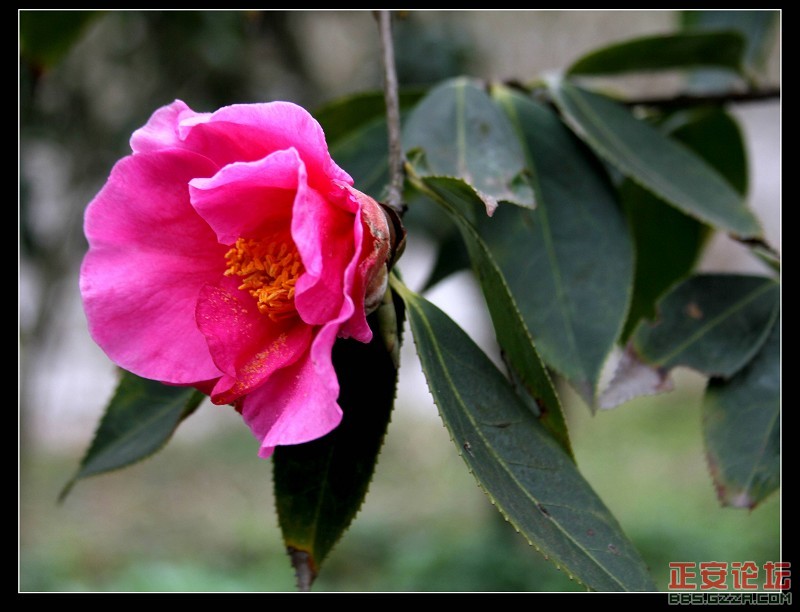 茶花.jpg