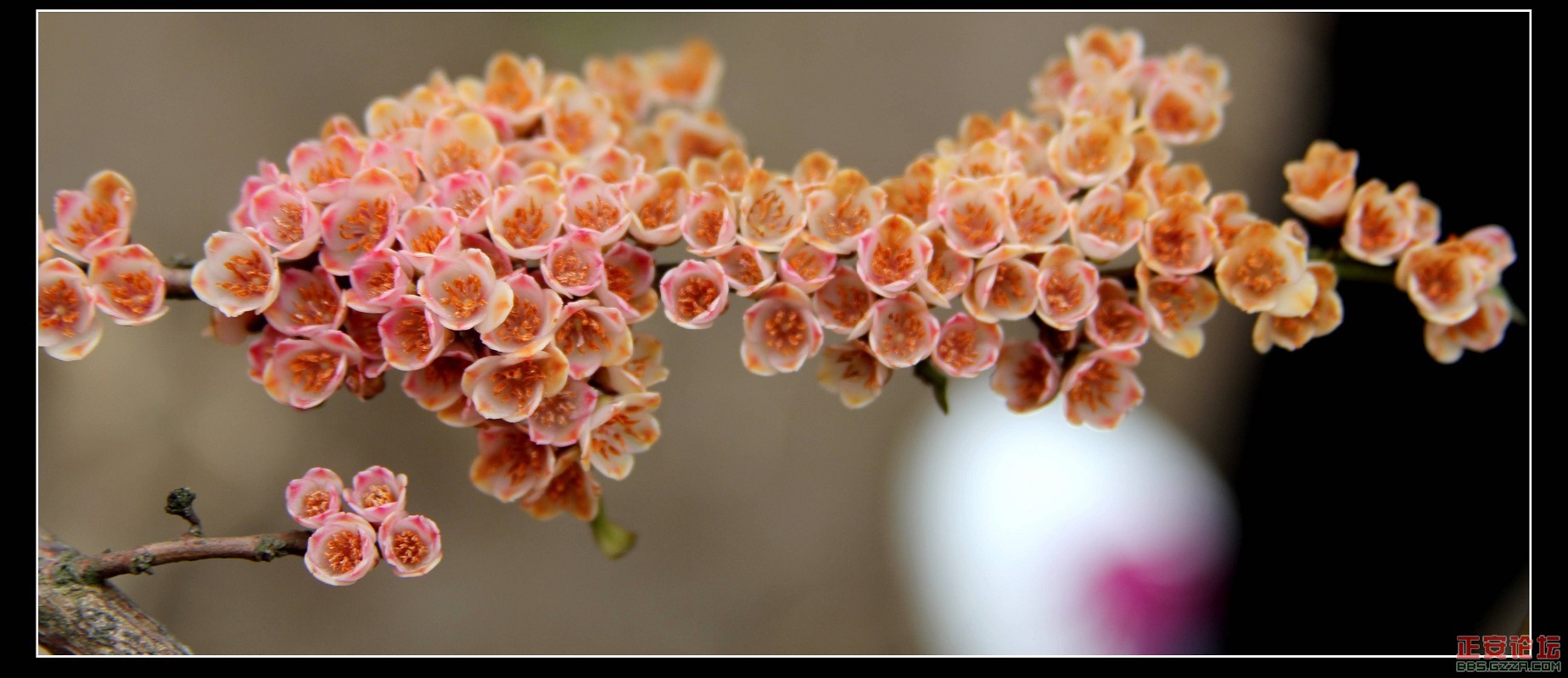 春花1.jpg