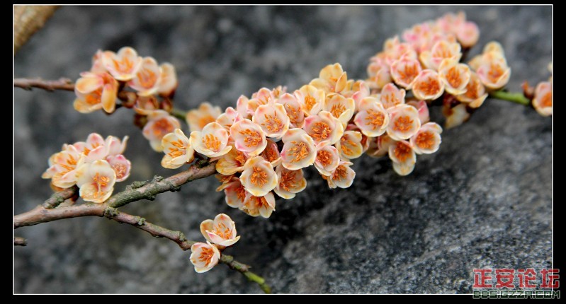 春花.jpg