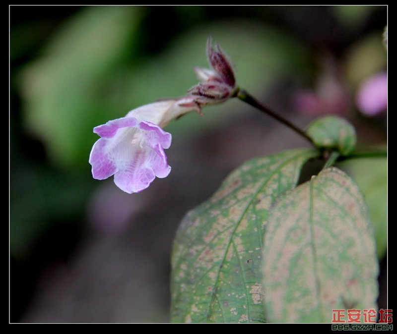 花.jpg