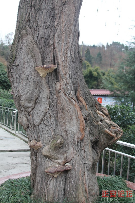 枯.jpg