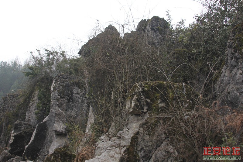 木耳小石林3.jpg