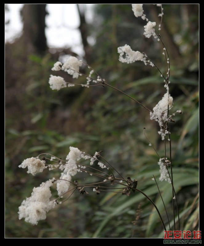 野棉花.jpg