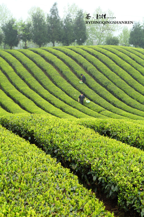 茶山韵律插图1