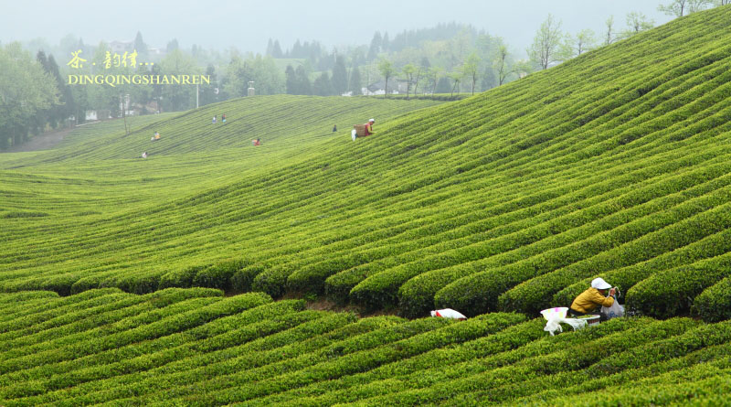 茶山韵律插图4