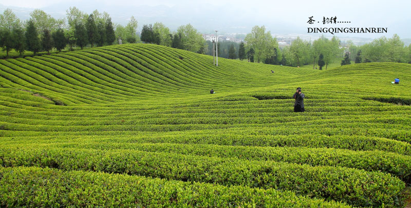 茶山韵律插图5