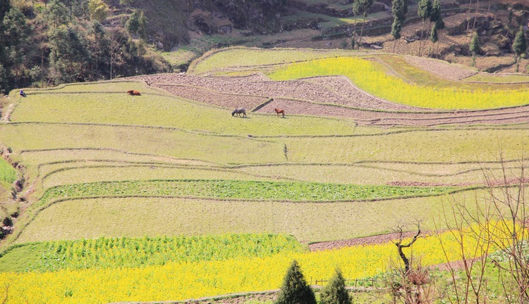 班竹板香沟——记我们足迹越过正安海拔最低的地方插图18