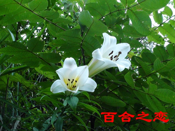 碧峰湾丘学校支教团队风采插图7