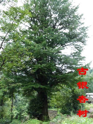 碧峰湾丘学校支教团队风采插图1