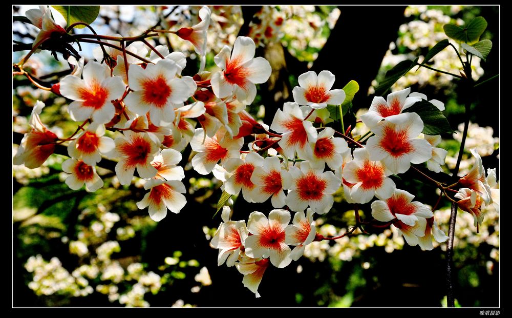 桐花恋插图5