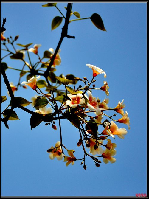 桐花恋插图8