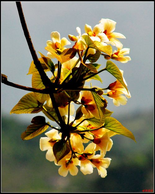 桐花恋插图9
