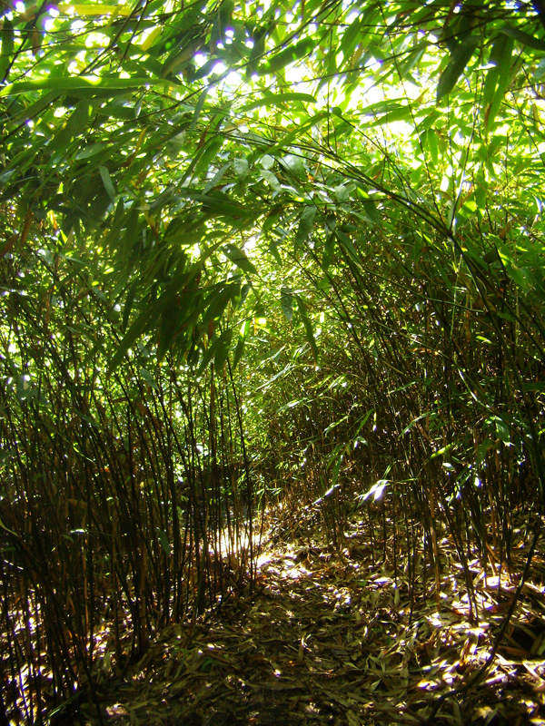 顶箐山风景独好，务本堂神韵依然——走遍正安活动第二十一期纪行插图41