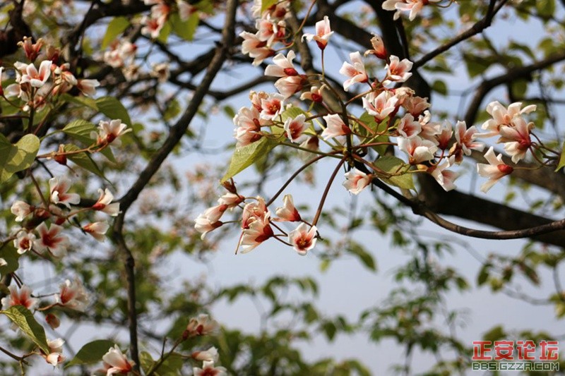 家乡桐花开（组图）插图5
